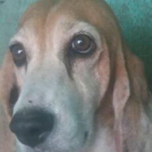 Profile photo of JAVIER EMILIO